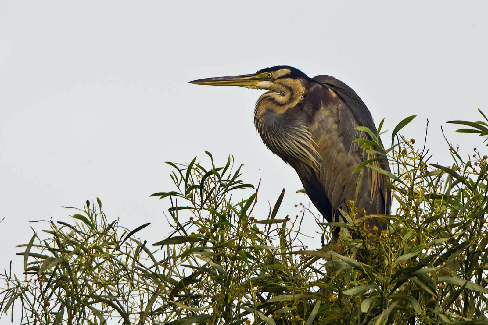 Airone rosso (Ardea purpurea) © Toni Puma