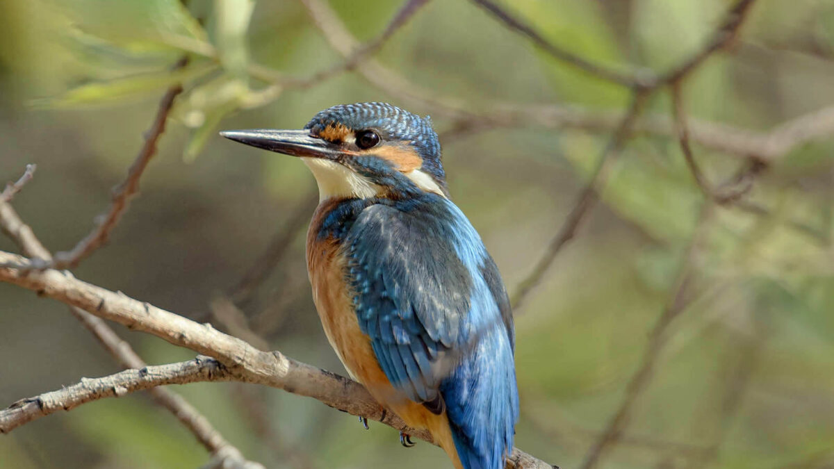 Martin Pescatore (Alcedo atthis) © Toni Puma