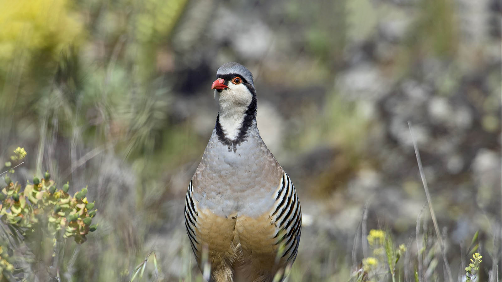 Coturnice (Alectoris graeca whitakeri) © Toni Puma