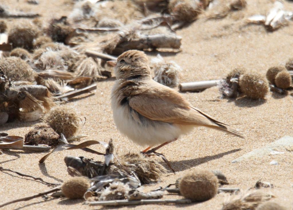 Allodola del deserto minore (Ammomanes cinctura) © Salvo Surdo