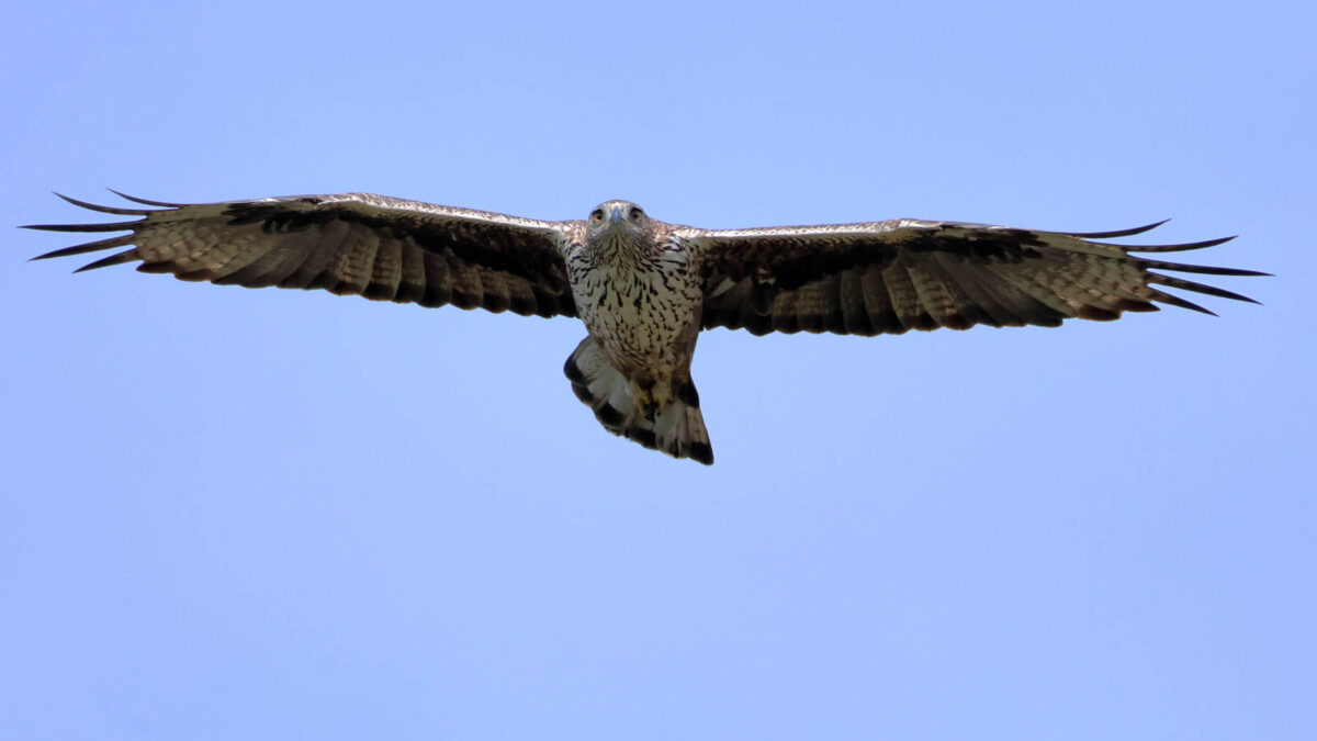 Aquila di Bonelli (Aquila fasciata) © Angelo Nardo