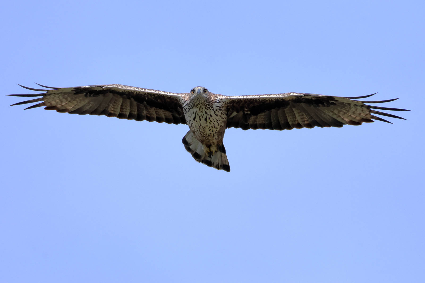 Aquila di Bonelli (Aquila fasciata) © Angelo Nardo