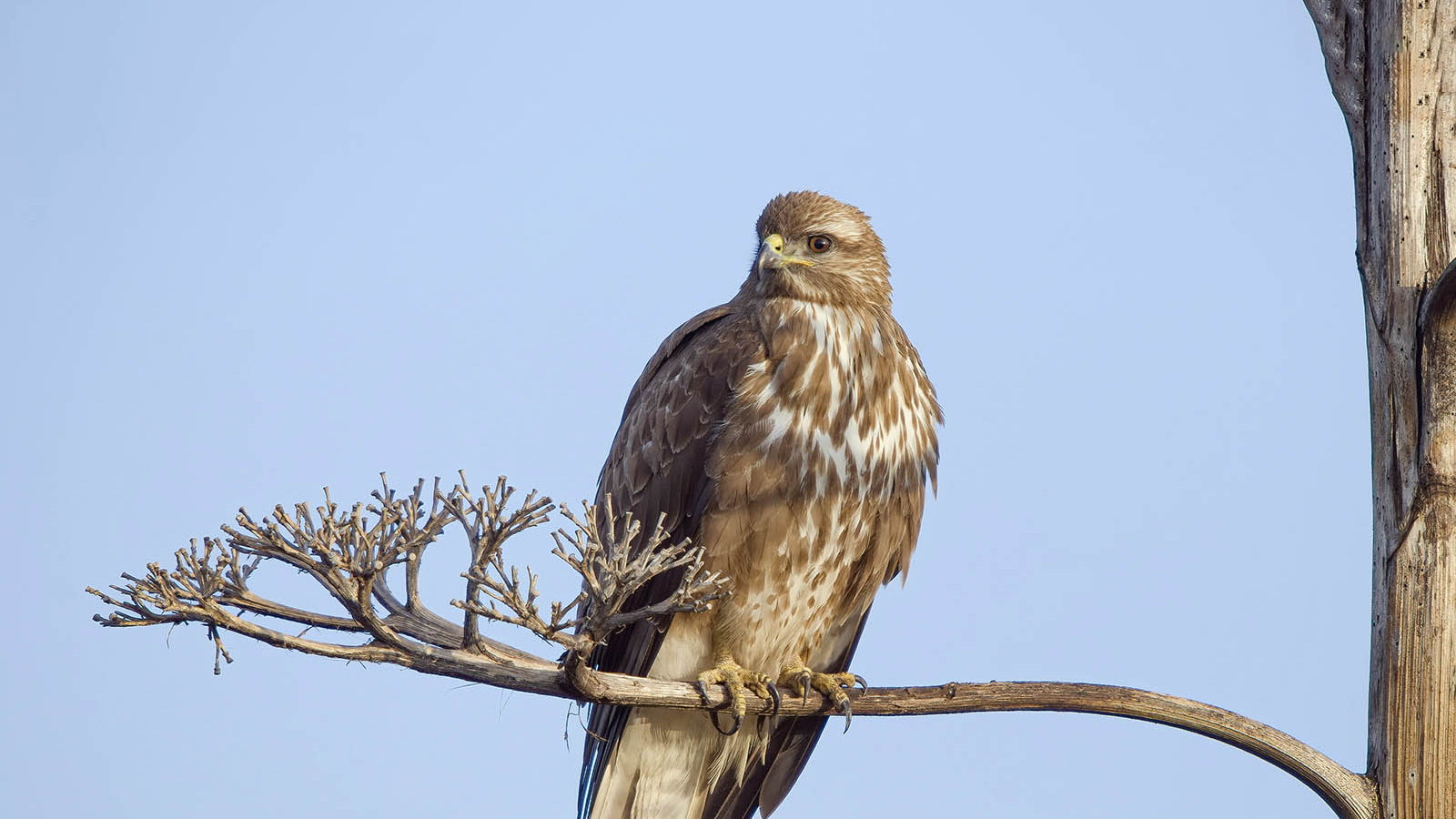 Poiana comune (Buteo buteo Linnaeus) © Toni Puma