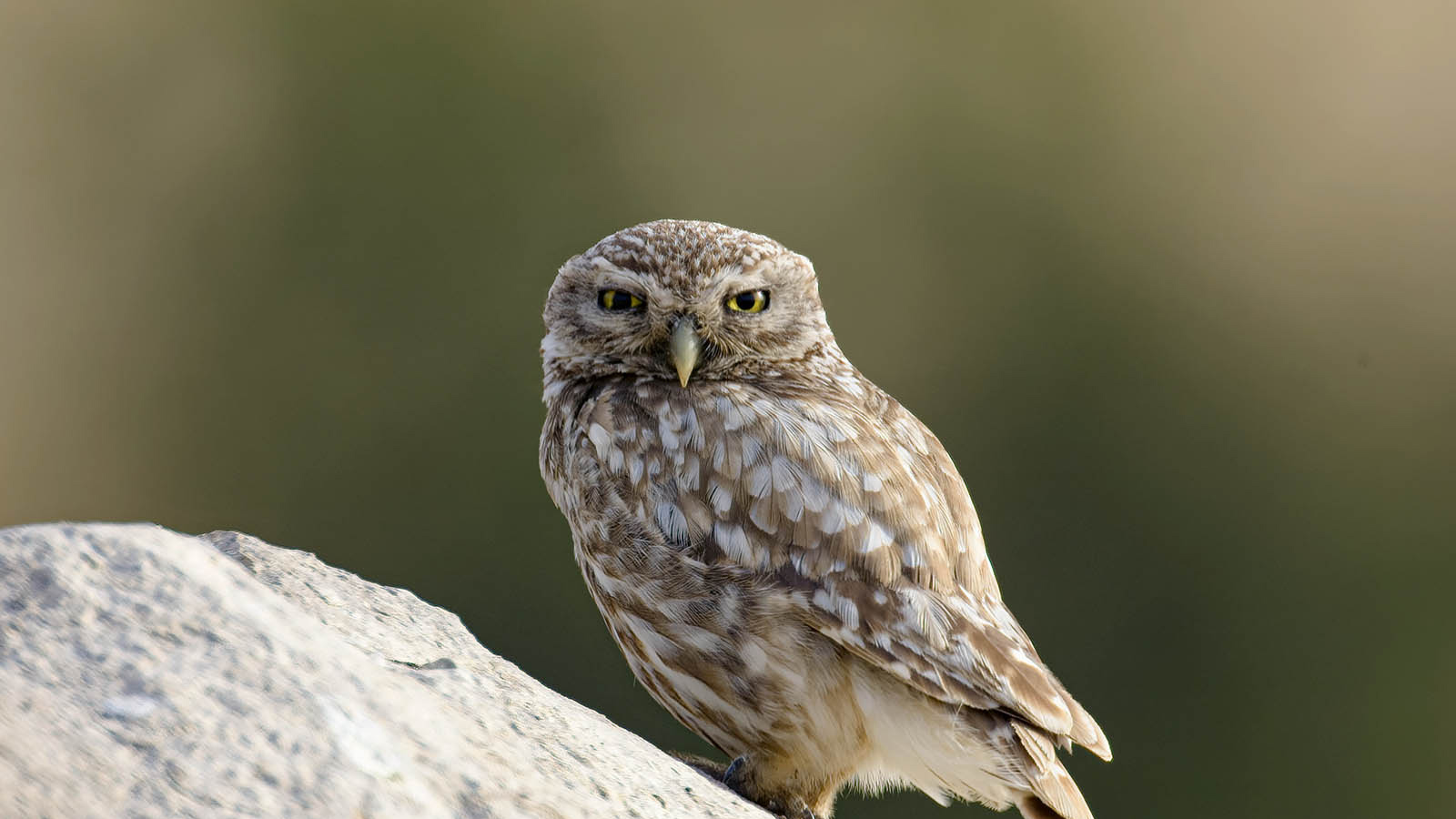 Civetta (Athene noctua) © Toni Puma