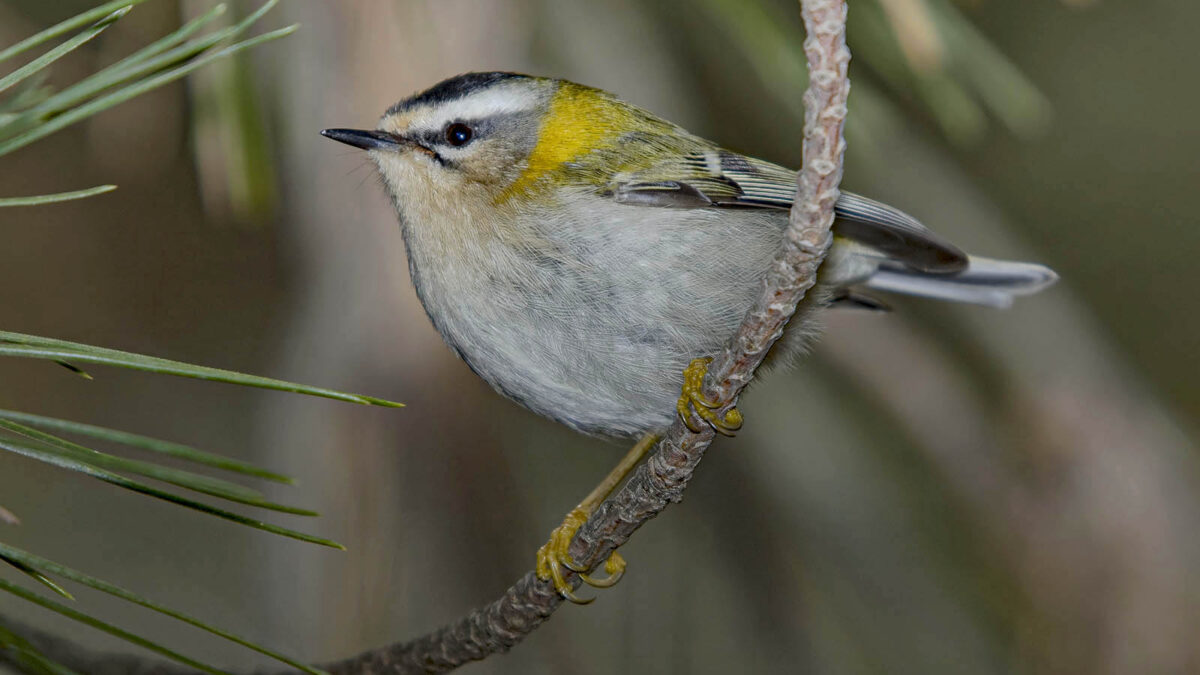 Fiorrancino (Regulus ignicapilla) © Toni Puma