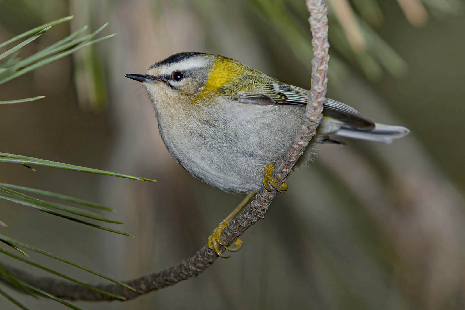 Fiorrancino (Regulus ignicapilla) © Toni Puma