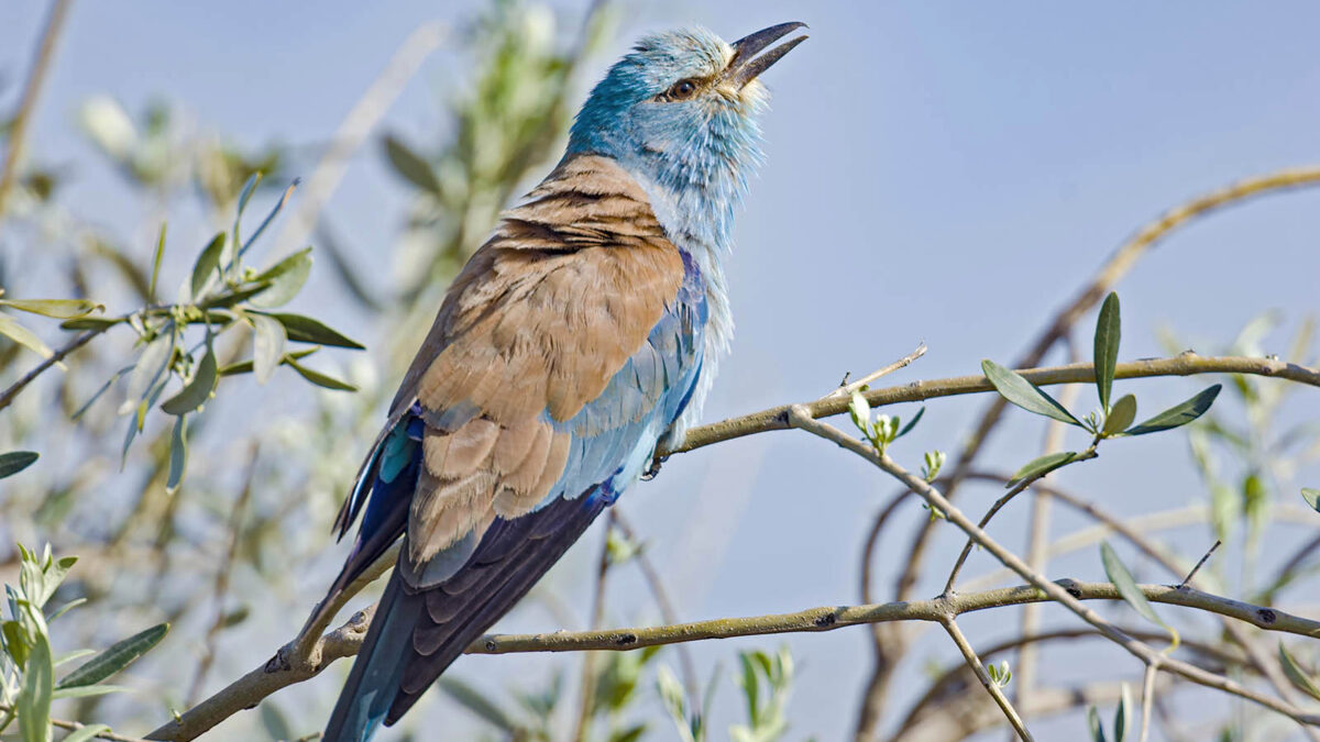 Ghiandaia marina (Coracias garrulus) © Toni Puma