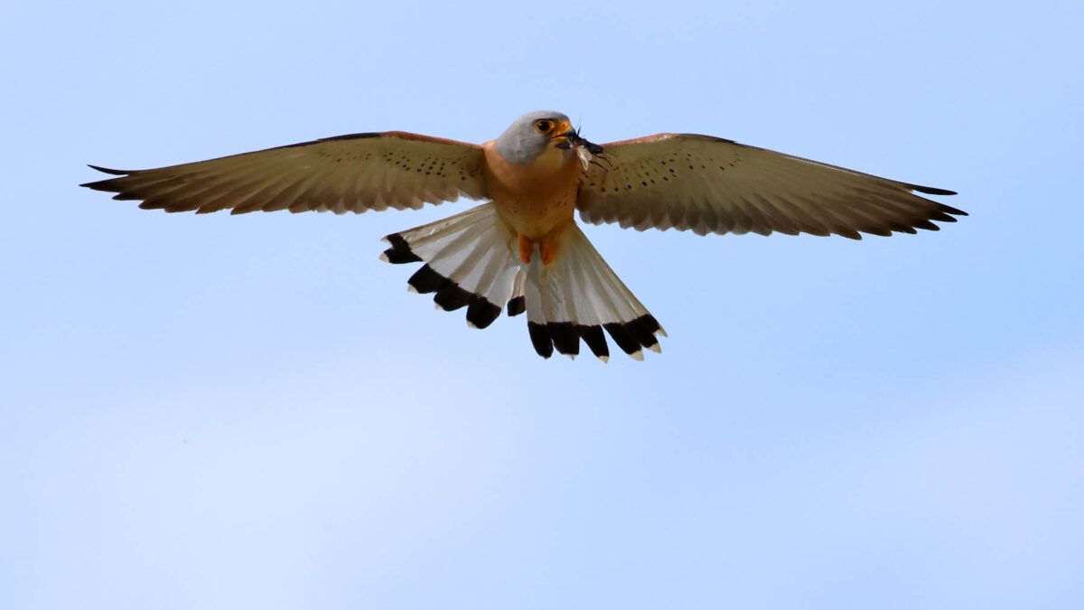 Grillaio (Falco naumanni) © Angelo Nardo