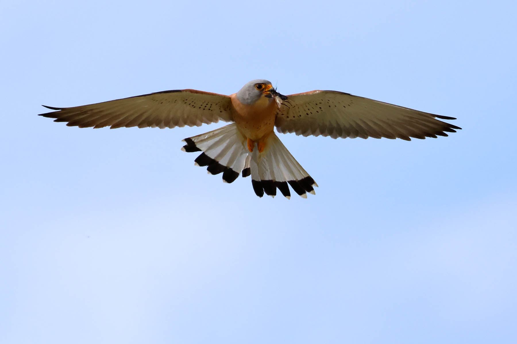 Grillaio (Falco naumanni) © Angelo Nardo