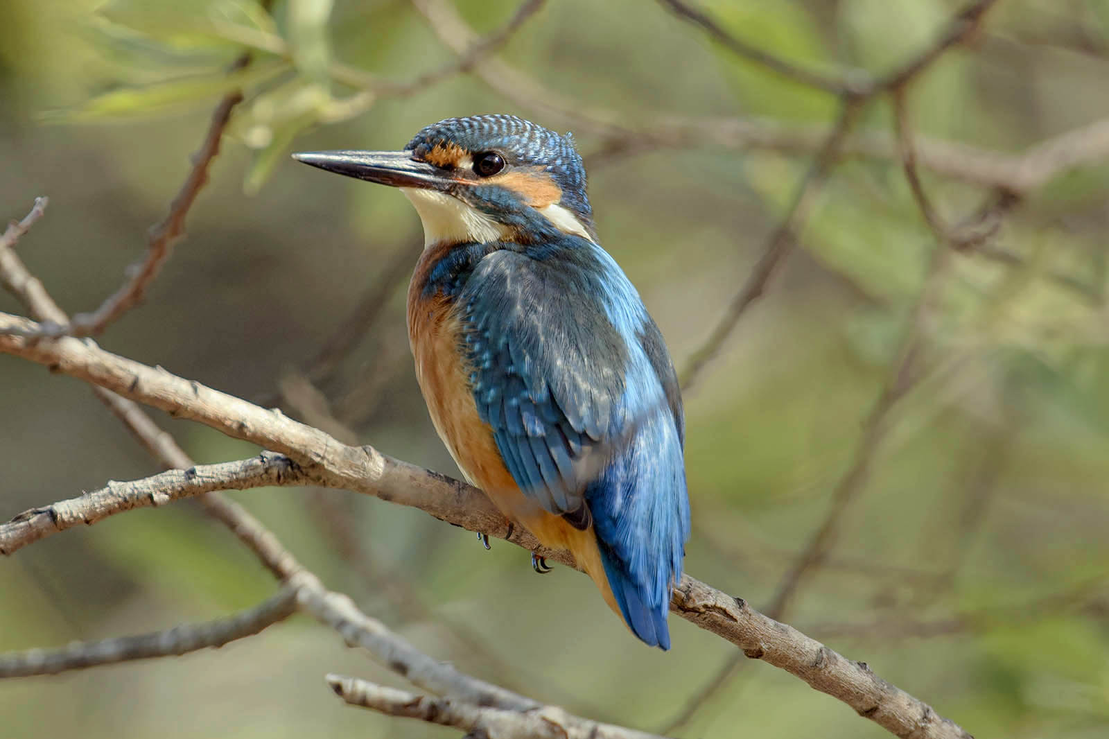 Martin pescatore (Alcedo atthis) © Toni Puma