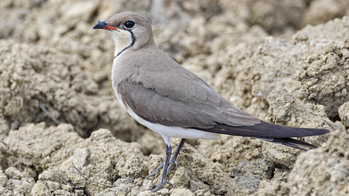 Pernice di mare (Glareola pratincola) © Toni Puma