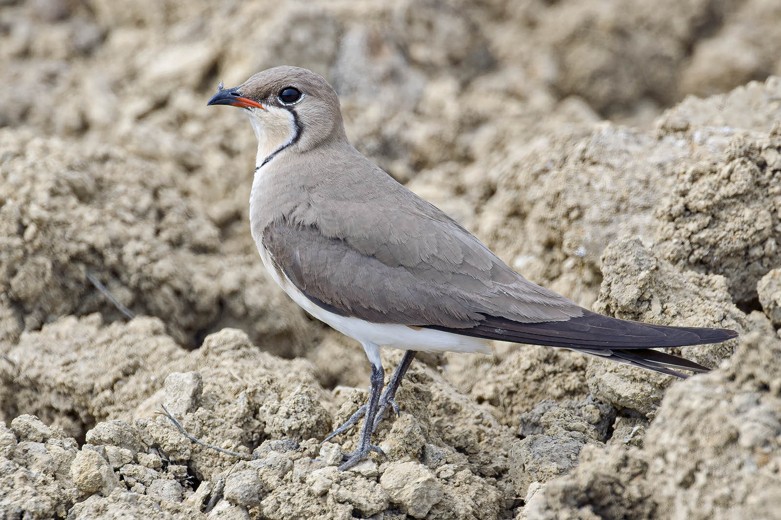 Pernice di mare (Glareola pratincola) © Toni Puma