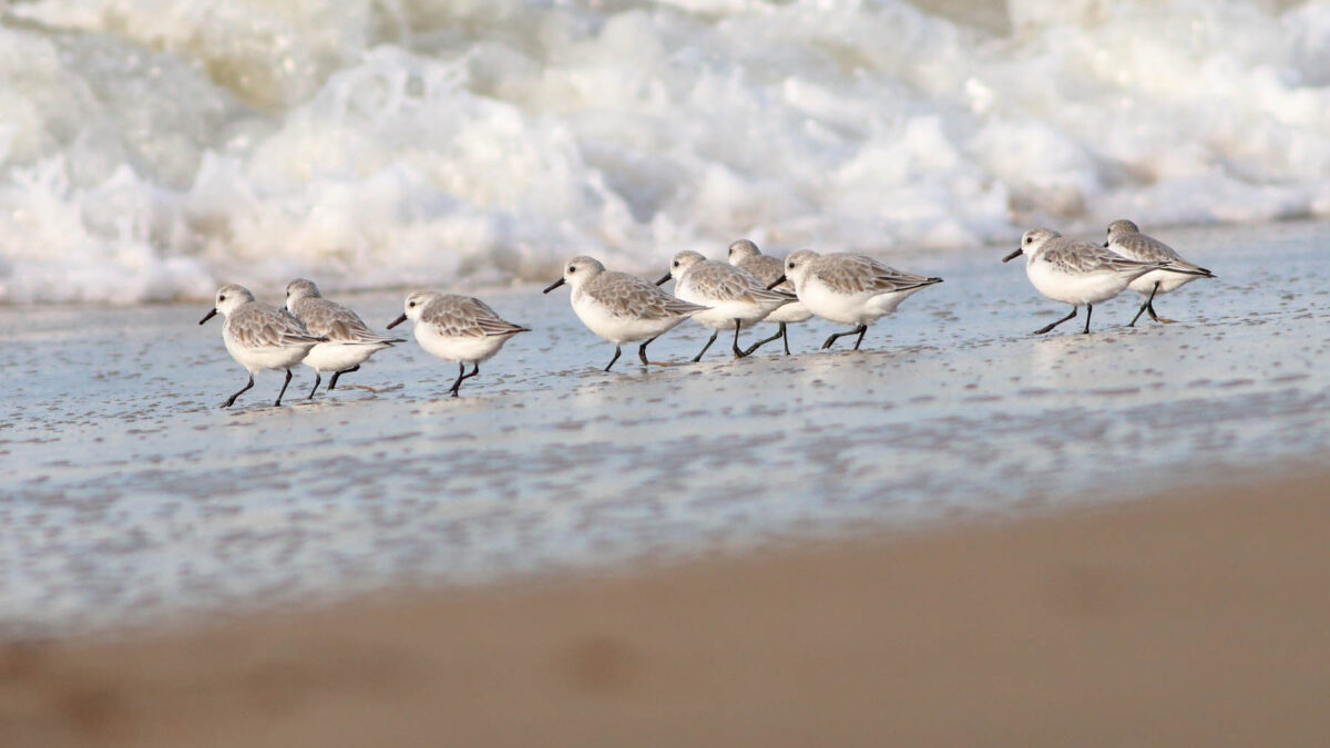 Piovanelli tridattili (Calidris alba) © Angelo Nardo
