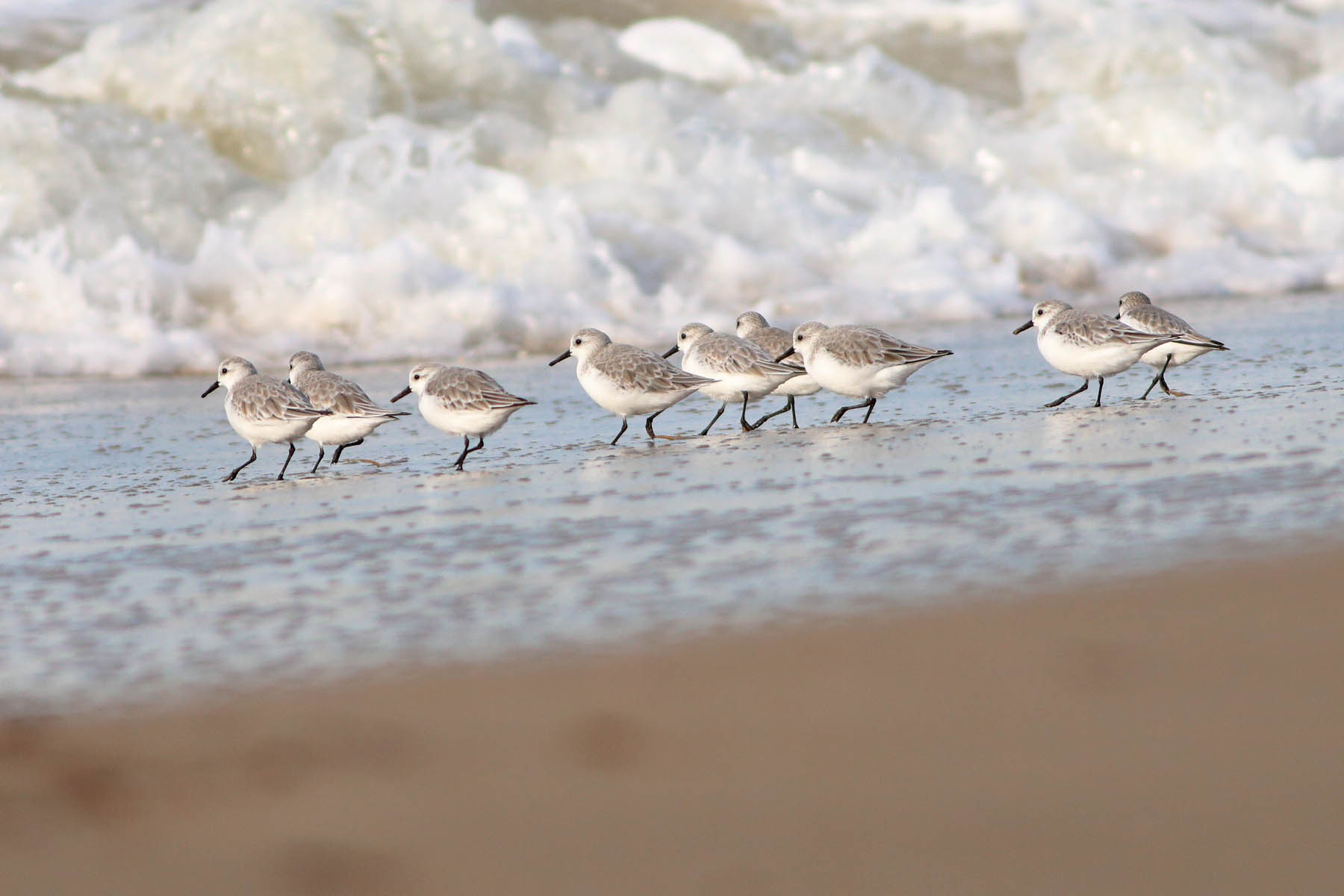 Piovanelli tridattili (Calidris alba) © Angelo Nardo