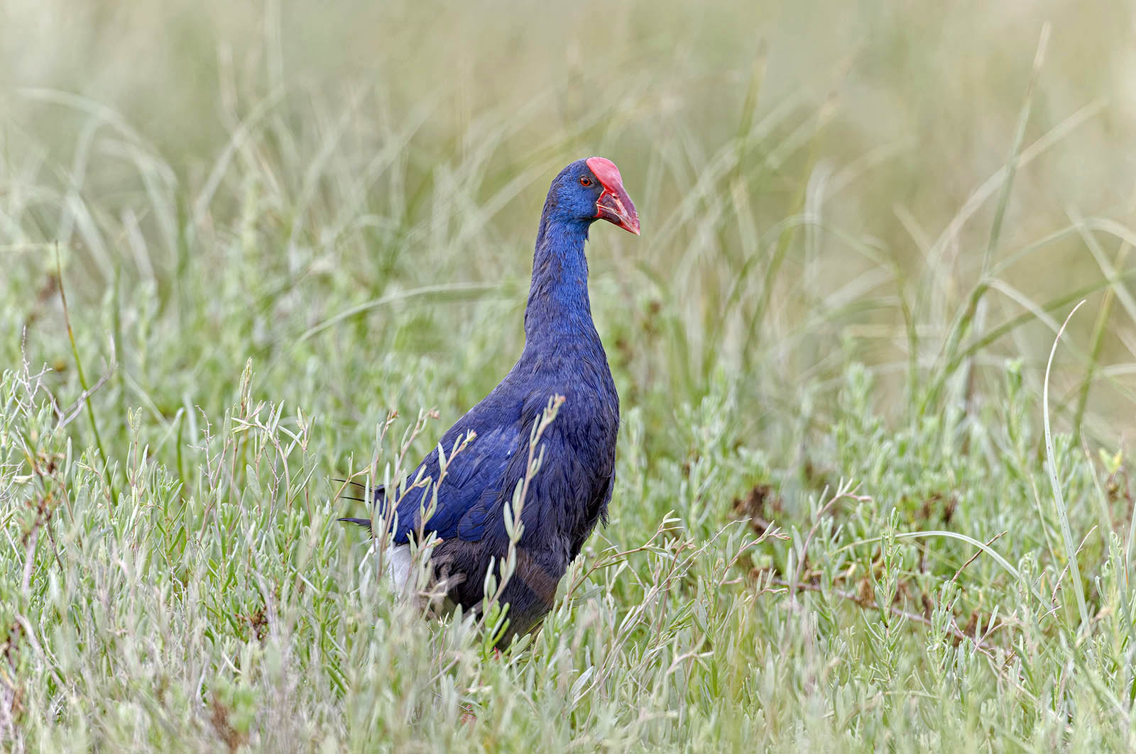 Pollo sultano (Porphyrio porphyrio) © Toni Puma