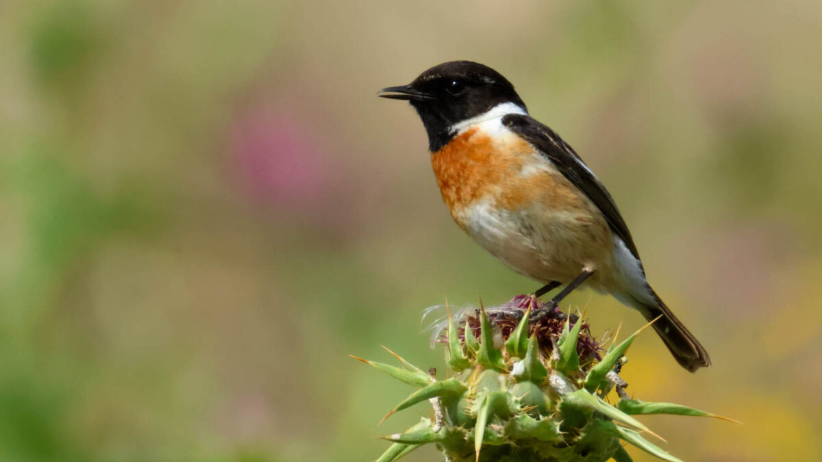 Saltimpalo (Saxicola torquatus) © Angelo Nardo