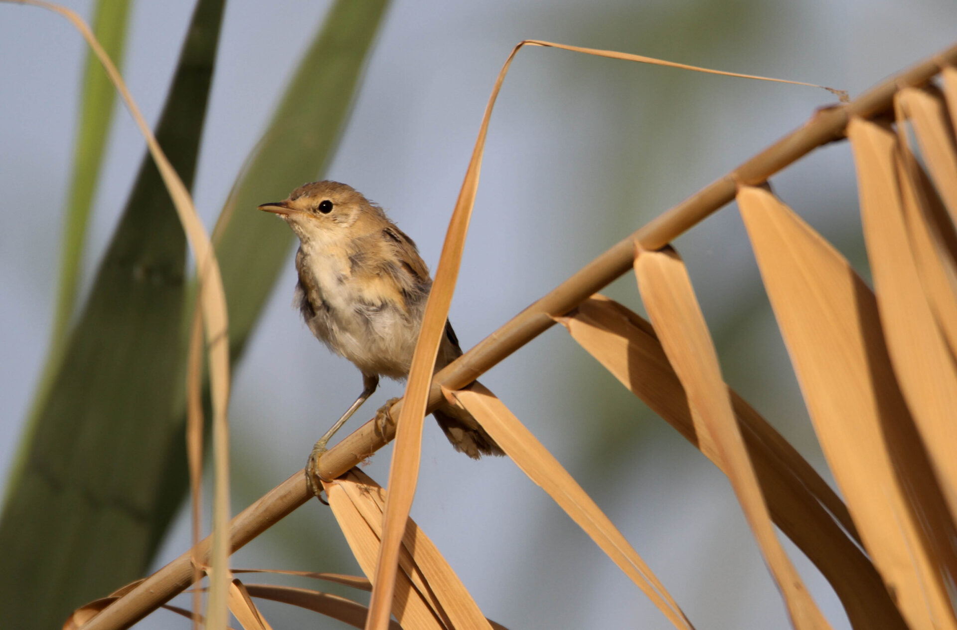 Cannaiola (Acrocephalus scirpaceus) © Salvo Surdo Cannaiola (Acrocephalus scirpaceus) © Salvo Surdo