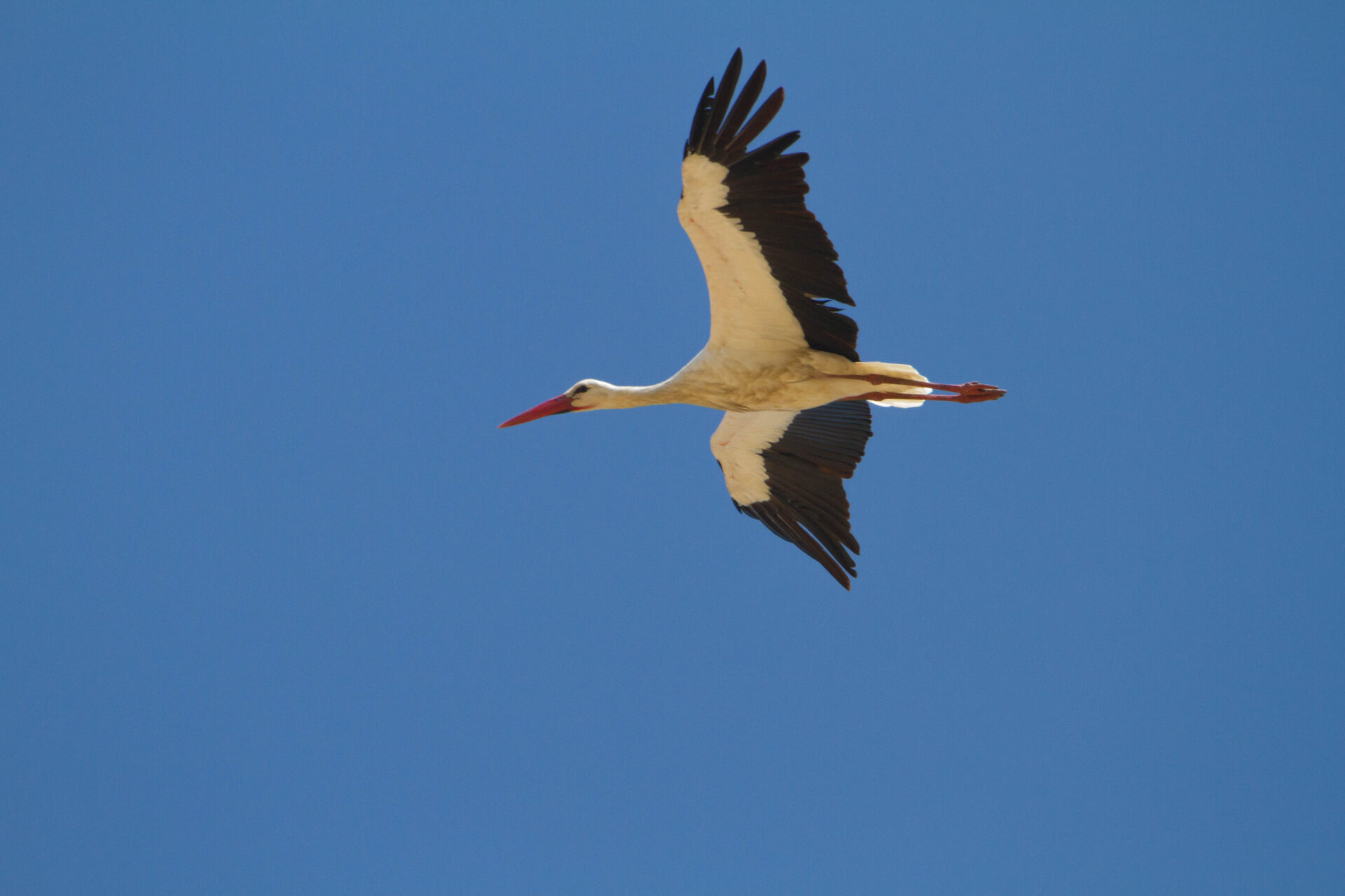 Cicogna (Ciconia ciconia) © Salvo Surdo
