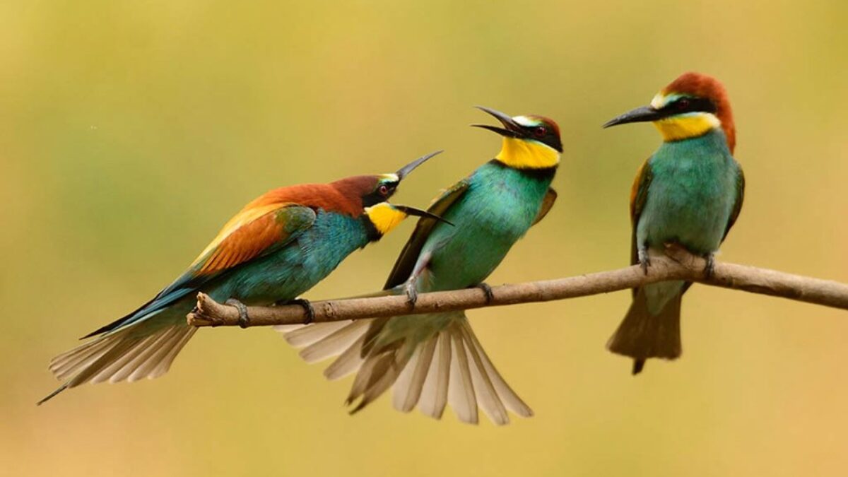 Gruccione (Merops apiaster)