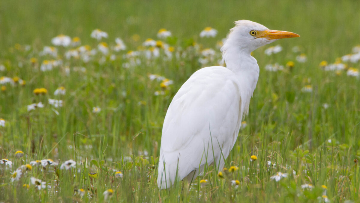 Airone guardabuoi (Bubulcus ibis) © Salvo Surdo