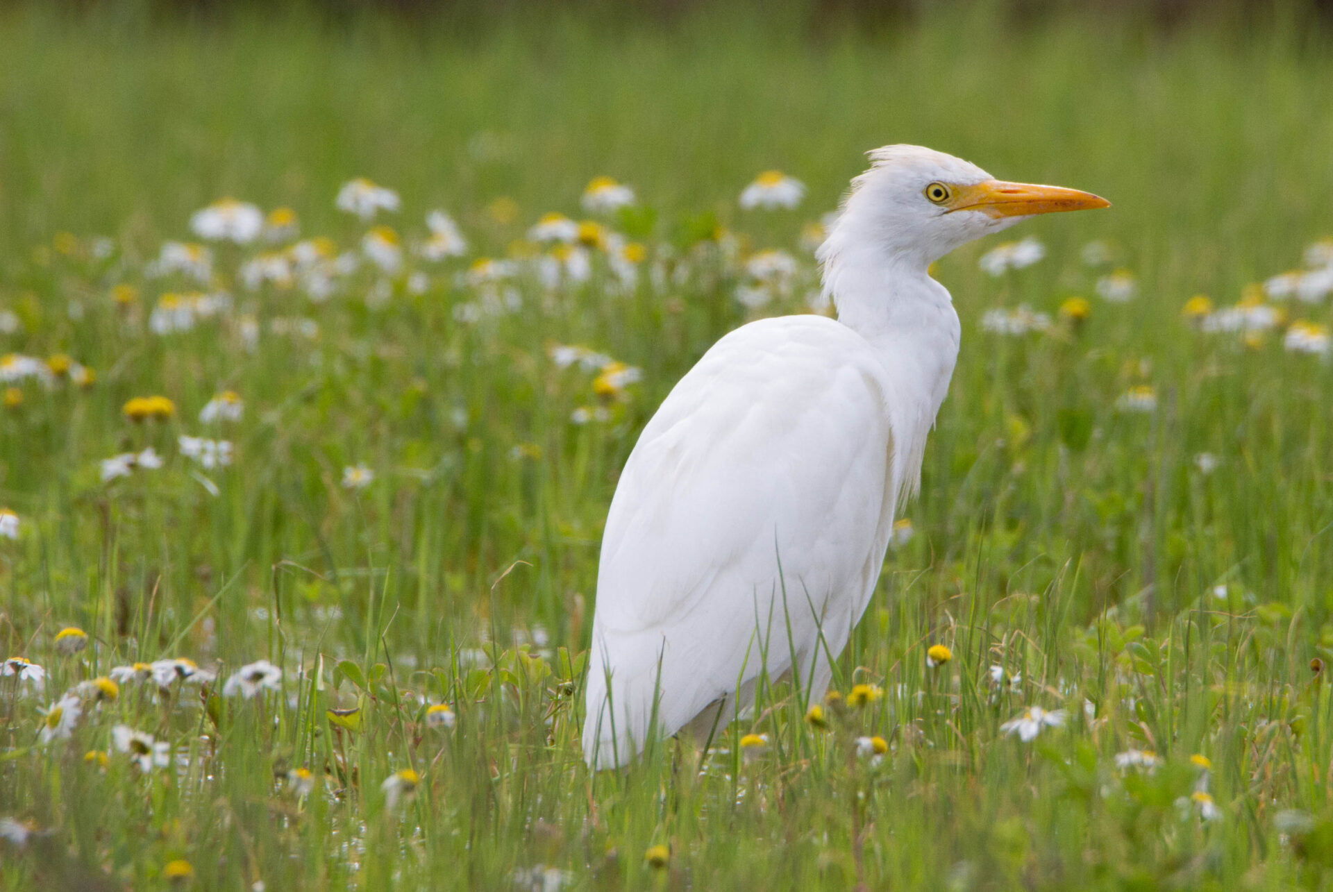 Airone guardabuoi (Bubulcus ibis) © Salvo Surdo