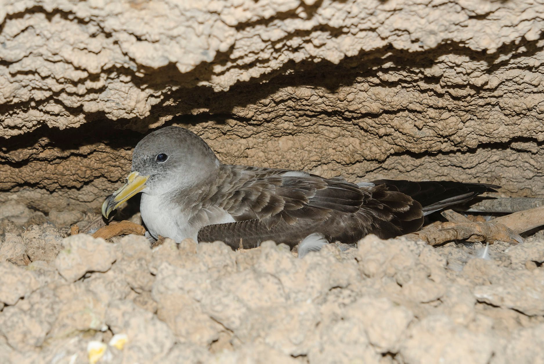 Berta maggiore (Calonectris diomedea) © Toni Puma
