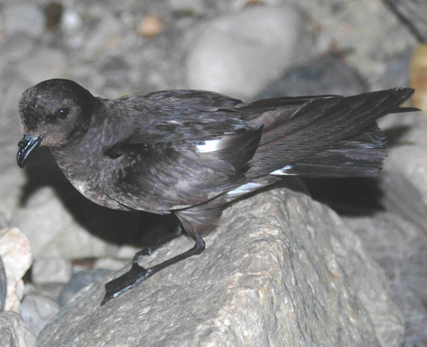 Uccello delle tempeste europeo (Hydrobates pelagicus Linnaeus) © Cecilia Soldatini