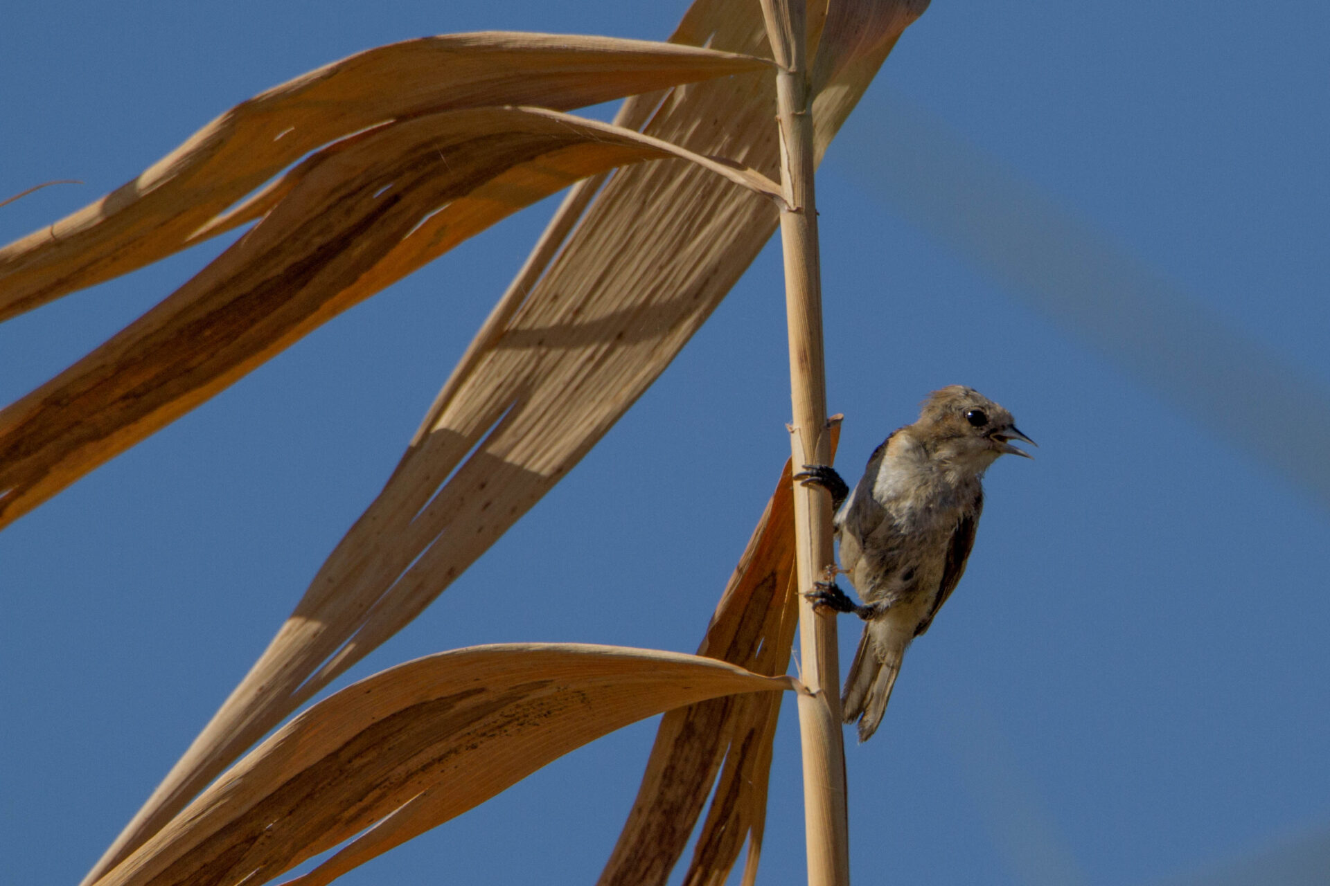 Pendolino giovane (Remiz pendulinus) © Salvo Surdo
