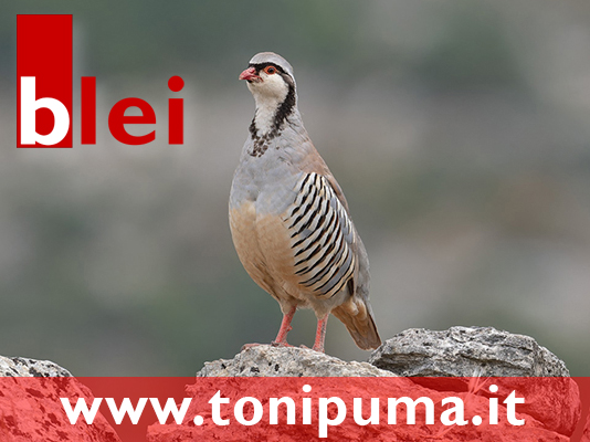 www.tonipuma.it