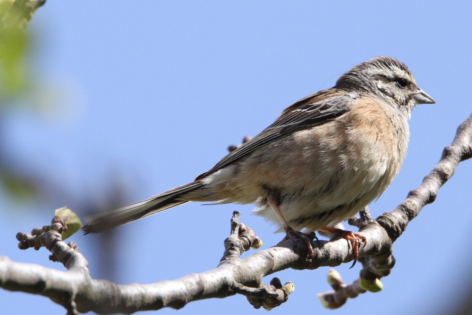 Zigolo muciatto (Emberiza cia) © Salvo Surdo